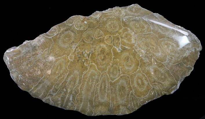 Polished Fossil Coral Head - Morocco #60033